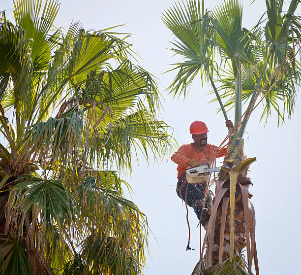 Best Affordable Tree Service  in Mi Wuk Village, CA